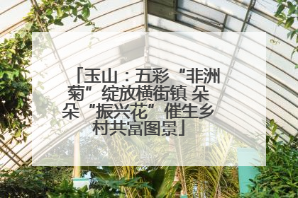 玉山：五彩“非洲菊”绽放横街镇 朵朵“振兴花”催生乡村共富图景