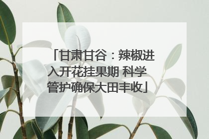 甘肃甘谷：辣椒进入开花挂果期 科学管护确保大田丰收