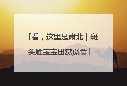 看，这里是肃北｜斑头雁宝宝出窝觅食
