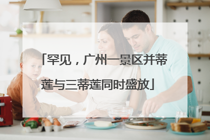 罕见，广州一景区并蒂莲与三蒂莲同时盛放