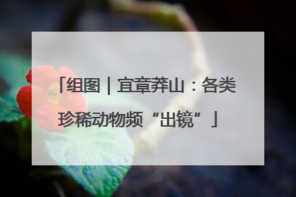 组图｜宜章莽山：各类珍稀动物频“出镜”