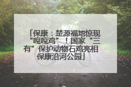 保康：楚源福地惊现“嘎嘎鸡”！国家“三有”保护动物石鸡亮相保康沿河公园