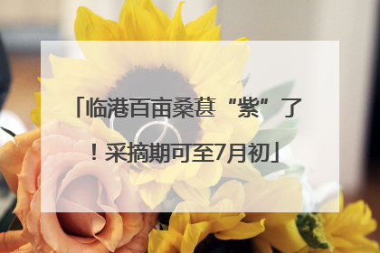 临港百亩桑葚“紫”了！采摘期可至7月初