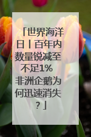 世界海洋日丨百年内数量锐减至不足1% 非洲企鹅为何迅速消失？