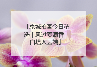 京城拍客今日精选｜风过麦浪香 白塔入云端