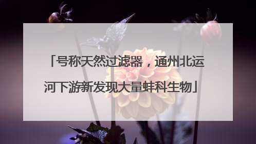 号称天然过滤器，通州北运河下游新发现大量蚌科生物
