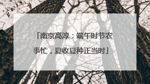 南京高淳：端午时节农事忙，夏收夏种正当时