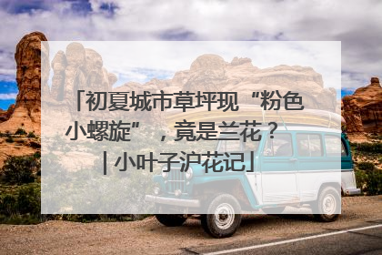 初夏城市草坪现“粉色小螺旋”，竟是兰花？ | 小叶子沪花记