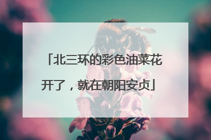 北三环的彩色油菜花开了，就在朝阳安贞