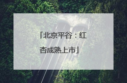 北京平谷：红杏成熟上市
