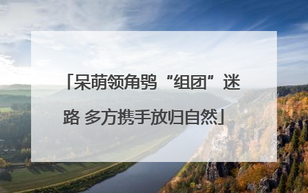 呆萌领角鸮“组团”迷路 多方携手放归自然