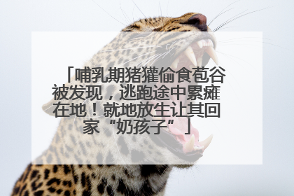 哺乳期猪獾偷食苞谷被发现，逃跑途中累瘫在地！就地放生让其回家“奶孩子”