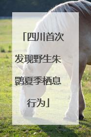 四川首次发现野生朱鹮夏季栖息行为