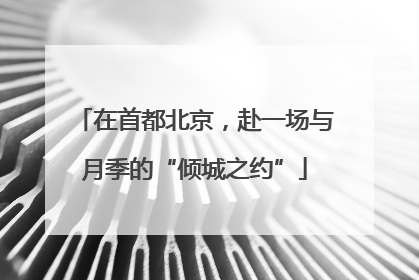 在首都北京，赴一场与月季的“倾城之约”