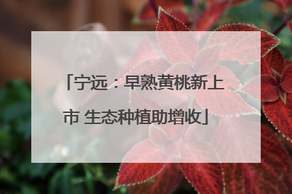 宁远：早熟黄桃新上市 生态种植助增收