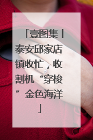 壹图集丨泰安邱家店镇收忙，收割机“穿梭”金色海洋