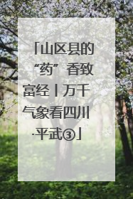 山区县的“药”香致富经丨万千气象看四川·平武③