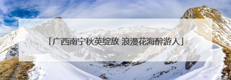 广西南宁秋英绽放 浪漫花海醉游人