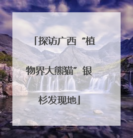 探访广西“植物界大熊猫”银杉发现地