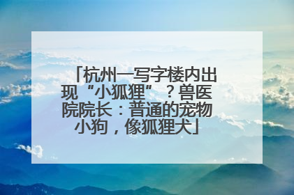 杭州一写字楼内出现“小狐狸”？兽医院院长：普通的宠物小狗，像狐狸犬