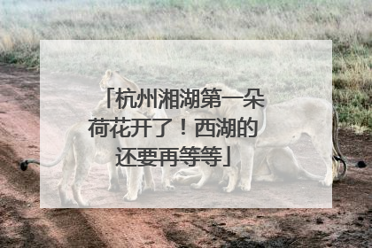 杭州湘湖第一朵荷花开了！西湖的还要再等等