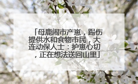 母鹿闹市产崽，踢伤提供水和食物市民，大连动保人士：护崽心切，正在想法送回山里