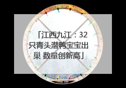 江西九江：32只青头潜鸭宝宝出巢 数量创新高