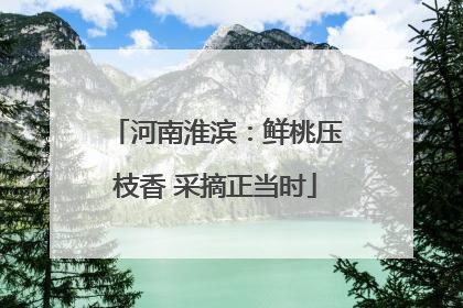 河南淮滨：鲜桃压枝香 采摘正当时