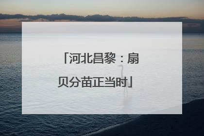 河北昌黎：扇贝分苗正当时
