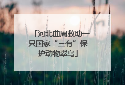 河北曲周救助一只国家“三有”保护动物翠鸟