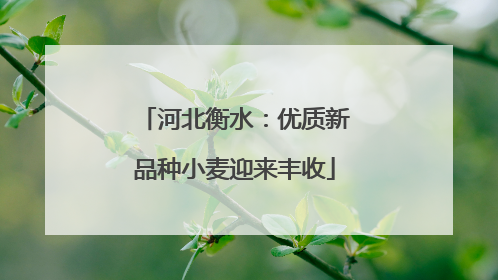 河北衡水：优质新品种小麦迎来丰收