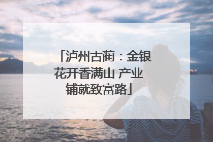 泸州古蔺：金银花开香满山 产业铺就致富路