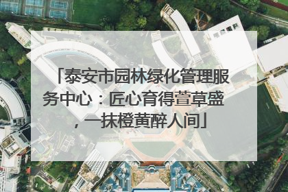 泰安市园林绿化管理服务中心：匠心育得萱草盛，一抹橙黄醉人间