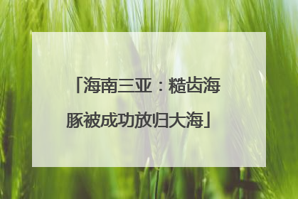 海南三亚：糙齿海豚被成功放归大海