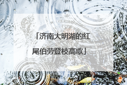 济南大明湖的红尾伯劳登枝高歌