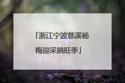 浙江宁波慈溪杨梅迎采摘旺季