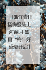 浙江青田杨梅登陆上海豫园 盛夏“梅”好盛宴开启