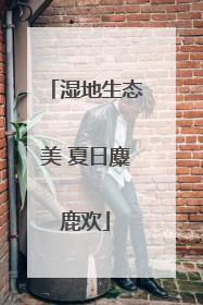 湿地生态美 夏日麋鹿欢