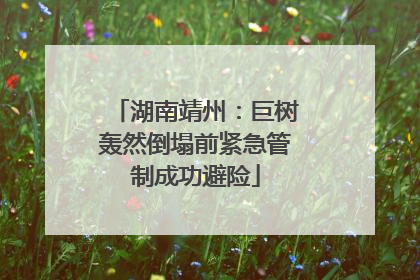 湖南靖州：巨树轰然倒塌前紧急管制成功避险