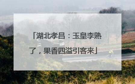 湖北孝昌：玉皇李熟了，果香四溢引客来