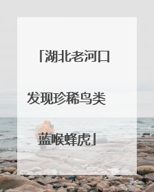 湖北老河口发现珍稀鸟类蓝喉蜂虎