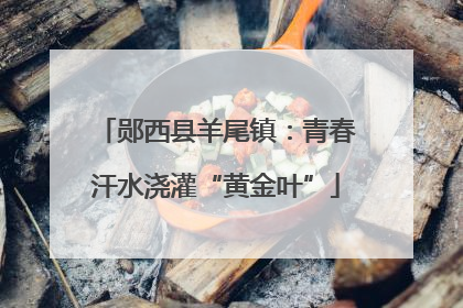 郧西县羊尾镇：青春汗水浇灌“黄金叶”