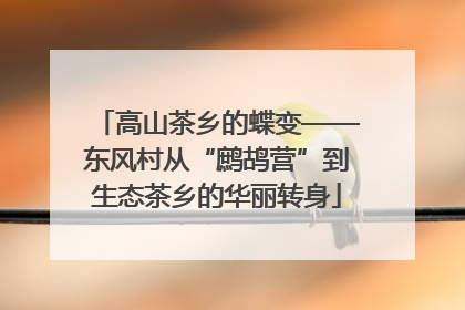 高山茶乡的蝶变——东风村从“鹧鸪营”到生态茶乡的华丽转身