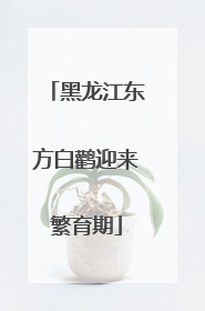 黑龙江东方白鹳迎来繁育期
