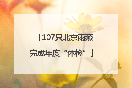 107只北京雨燕完成年度“体检”