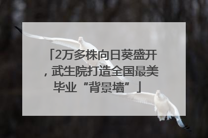 2万多株向日葵盛开，武生院打造全国最美毕业“背景墙”